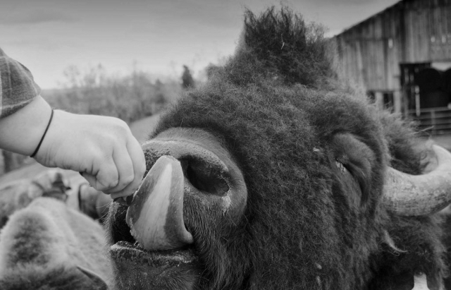 A Bison bull savors a beef cube from a stray hand at B.S. Farms in Lafollette.  photo by Sean Kennedy - 2016