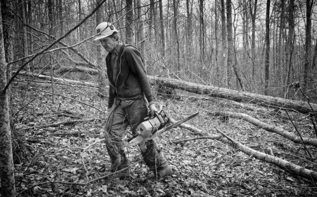Roy Steakley fells a tree which will be used to make table tops. photo by Torrey Feldman - 2016