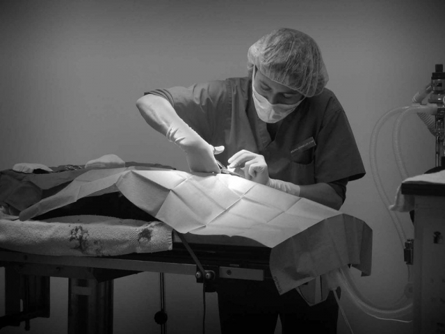 Vet tech, Laura Bean, and Jerlyn Sponseller, D.V.M., perform a dental exam on a dog at Campbell County Animal Hospital. photo by Kristen Yates - 2007
