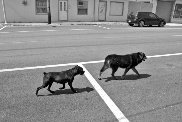 Two canine friends obey the rules of the road while searching for water and shade. photo by Corinne Oglesby - 2010
