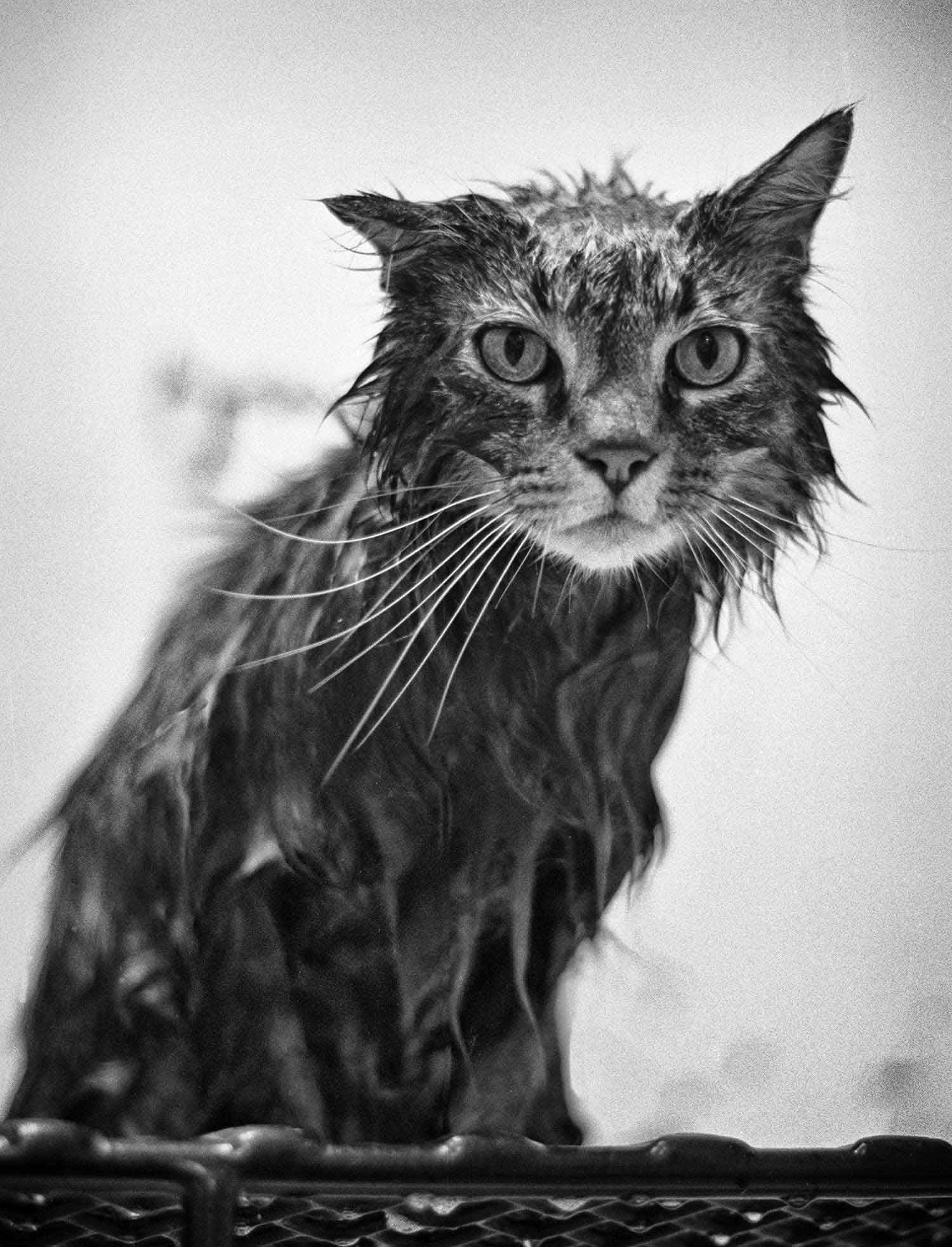 A freshly bathed cat waits patiently to be groomed at LaFollette’s World of Pets Saturday afternoon. photo by Matt Emigh - 1999