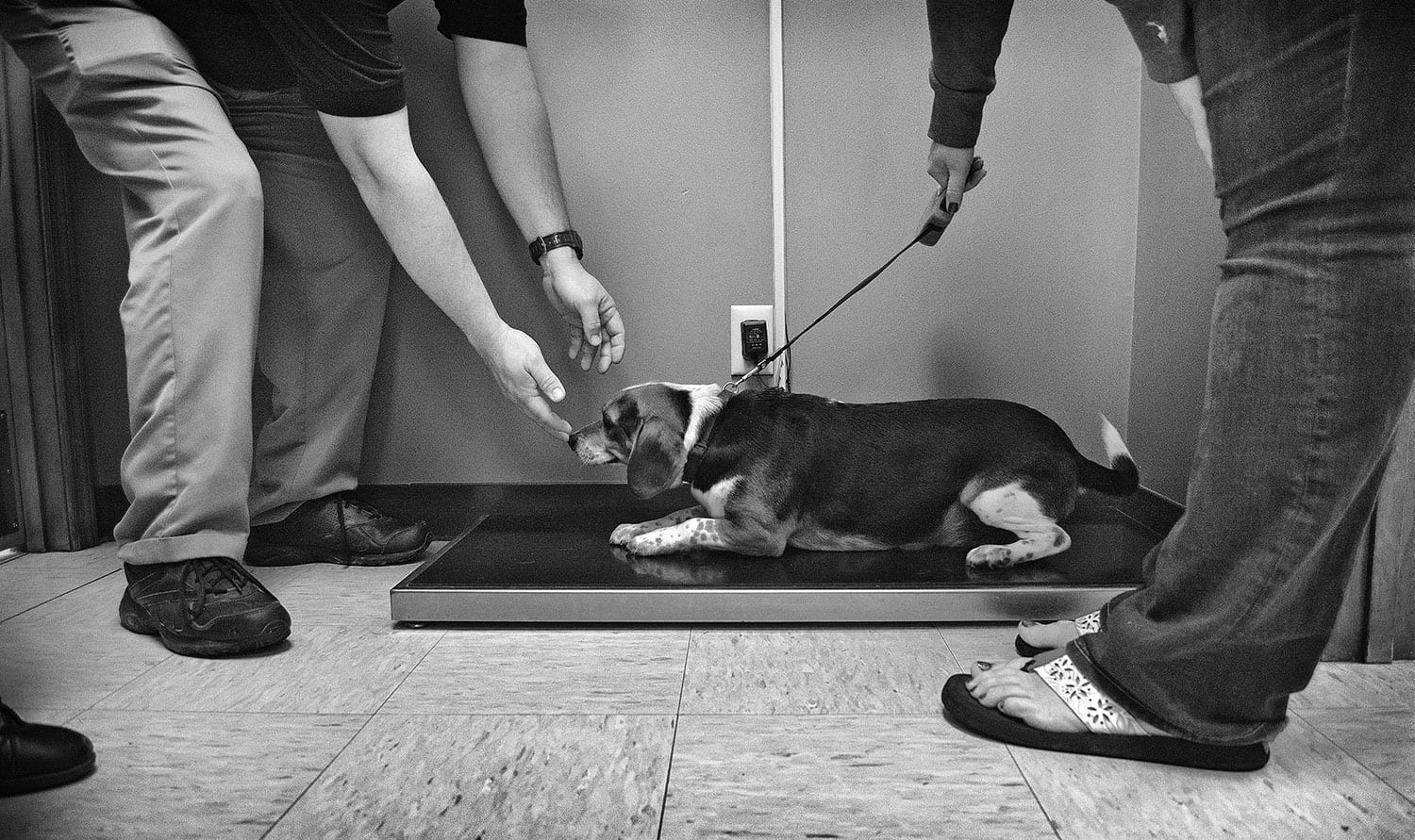 Kyle Johnson’s beagle, Samson, begins his checkup with a weigh-in. photo by Lauren Batson - 2017